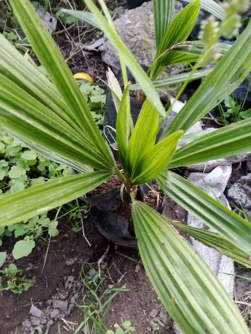 پالم شمشاد یاس هلندی یوکا|گل و گیاه طبیعی|شلمان, |دیوار