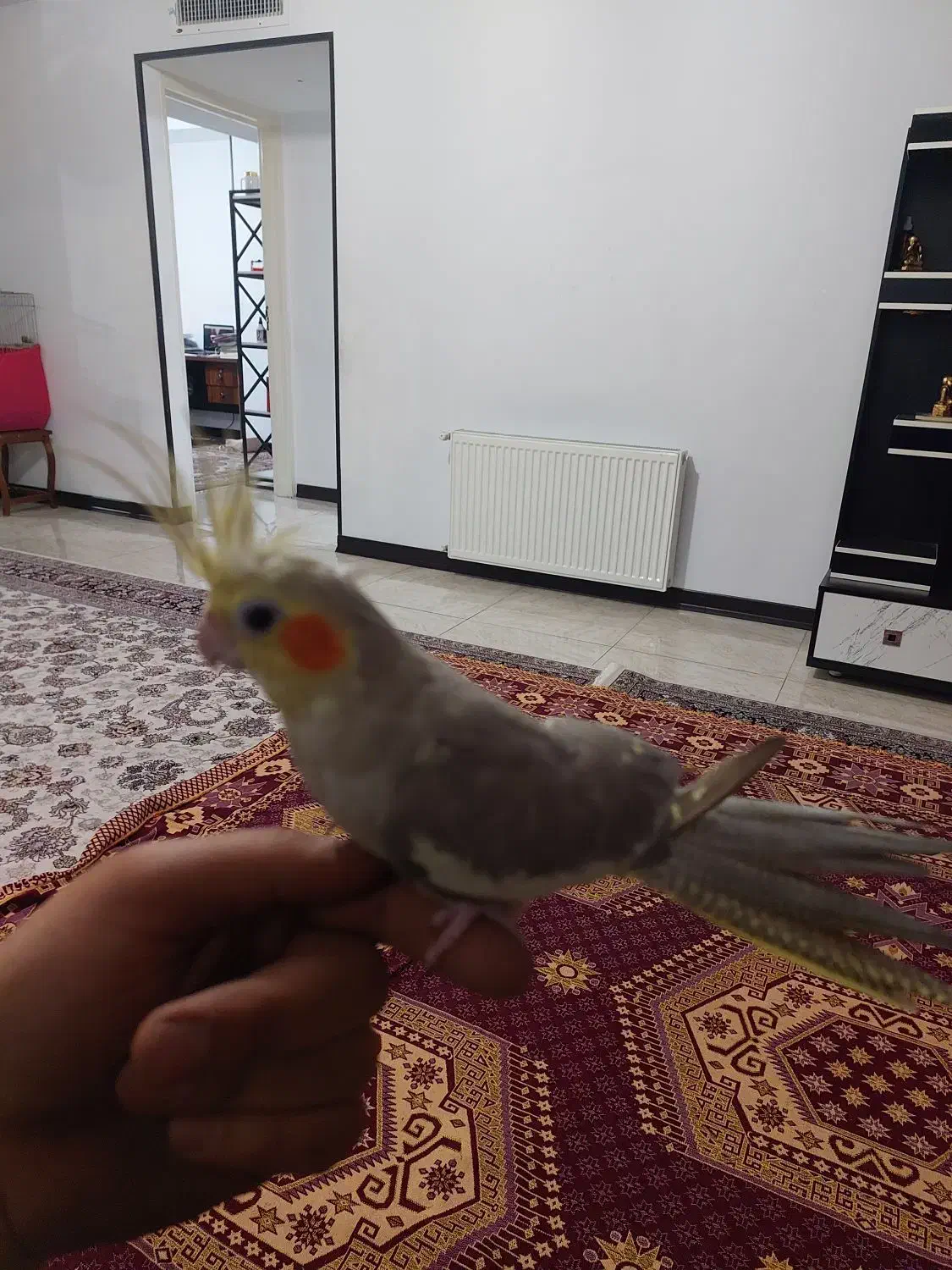 عروس هلندی|پرنده|کرج, شاهین‌ویلا|دیوار