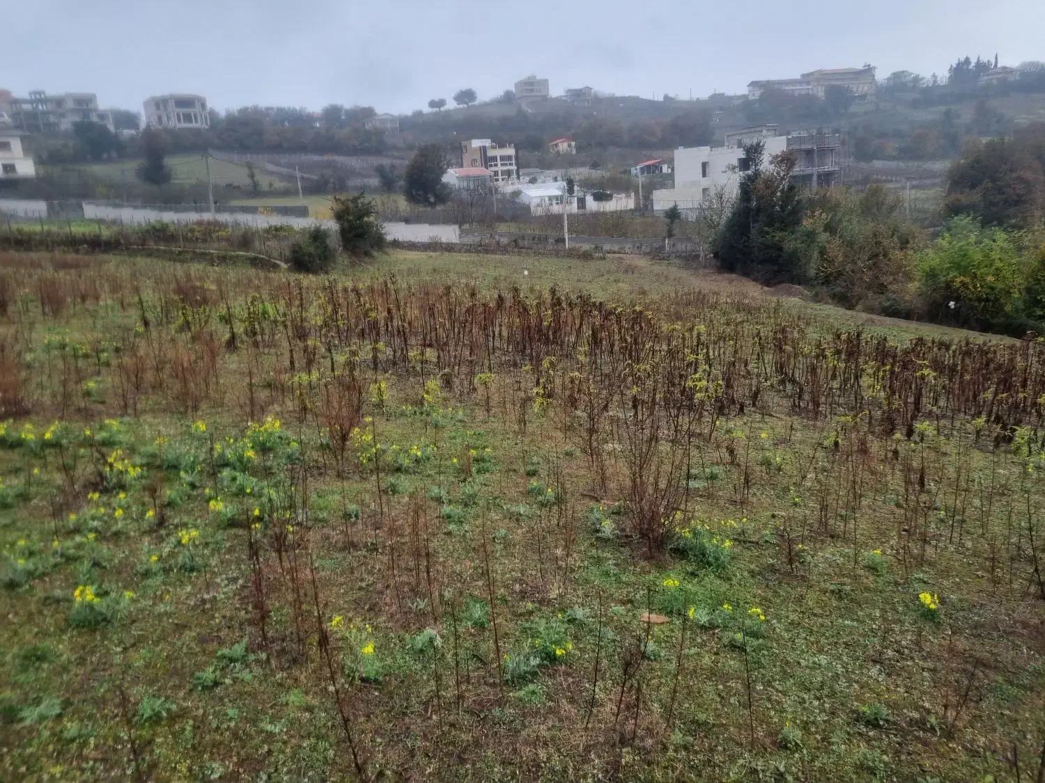 ۶۰۰متر زمین باغی شیرکوه رحمت اباد|فروش زمین و ملک کلنگی|توتکابن, |دیوار