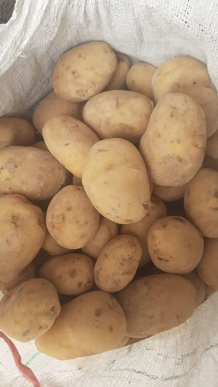 فروش فوری سیب زمینی|حراج|مبارکه, |دیوار