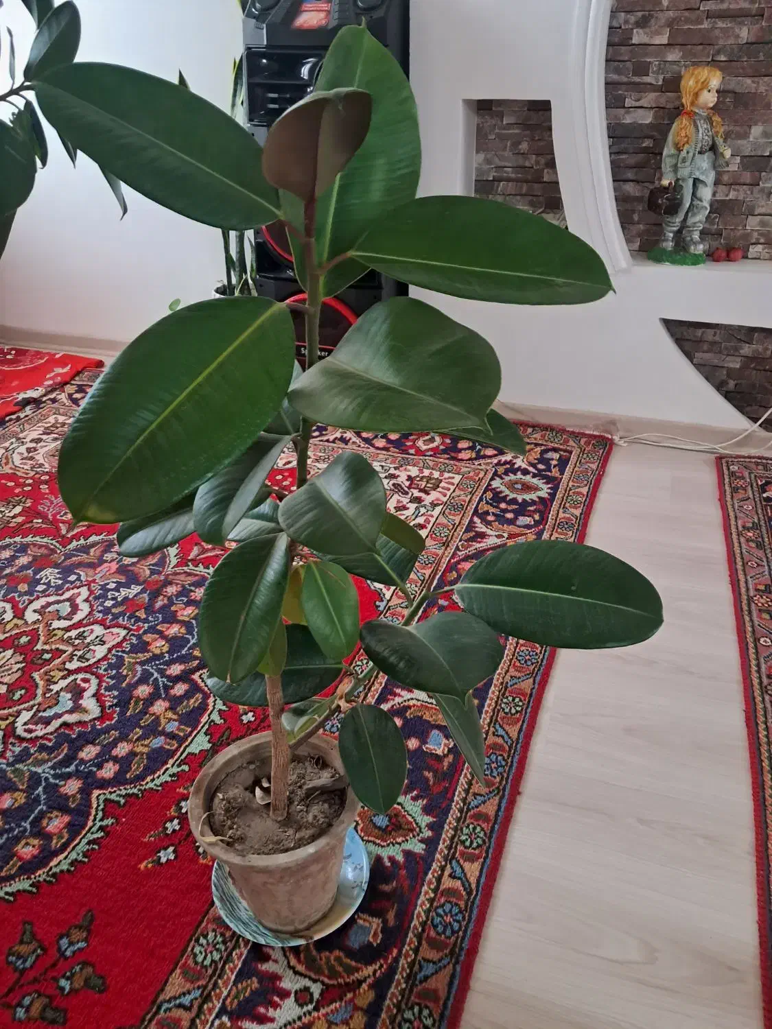 گلخونه|گل و گیاه طبیعی|خوی, |دیوار