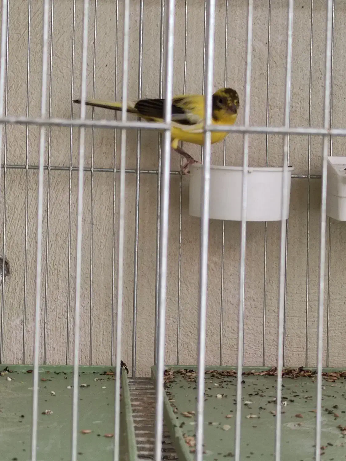 رازا|پرنده|تبریز, |دیوار