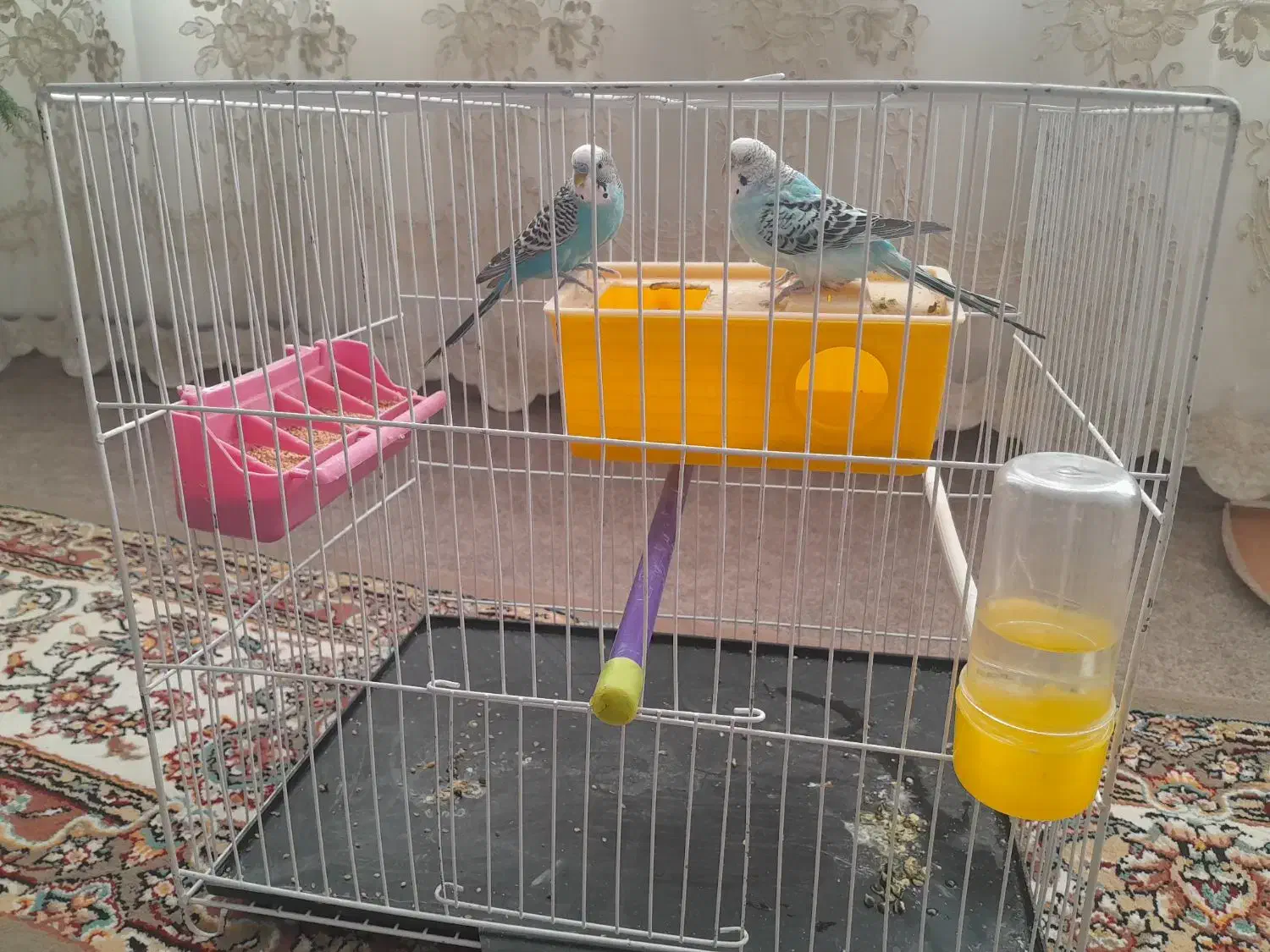 مرغ عشق|پرنده|تربت‌حیدریه, پایانه مسافربری تربت حیدریه|دیوار