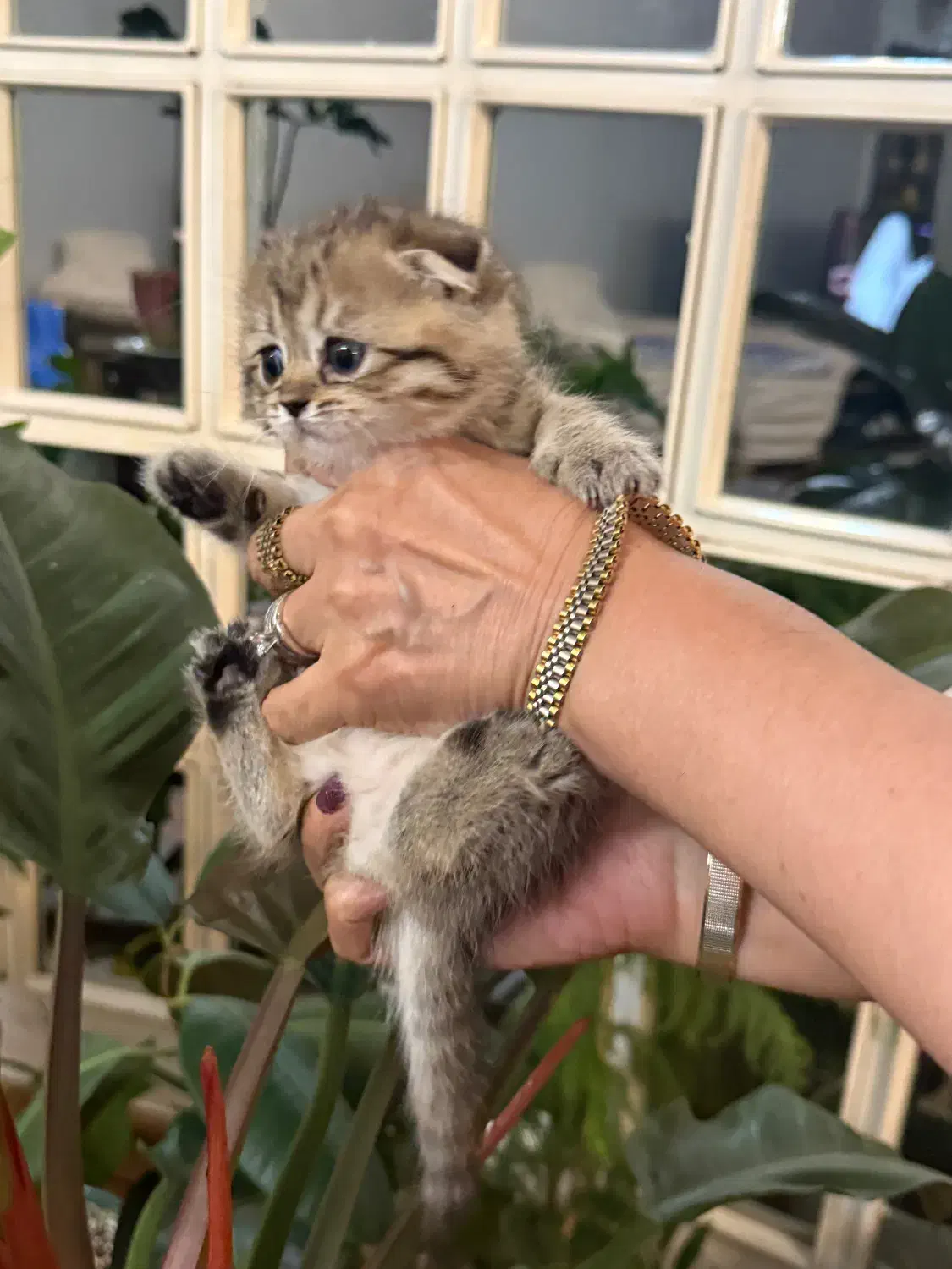 پیشی پیشی های ناز|گربه|گرگان, |دیوار