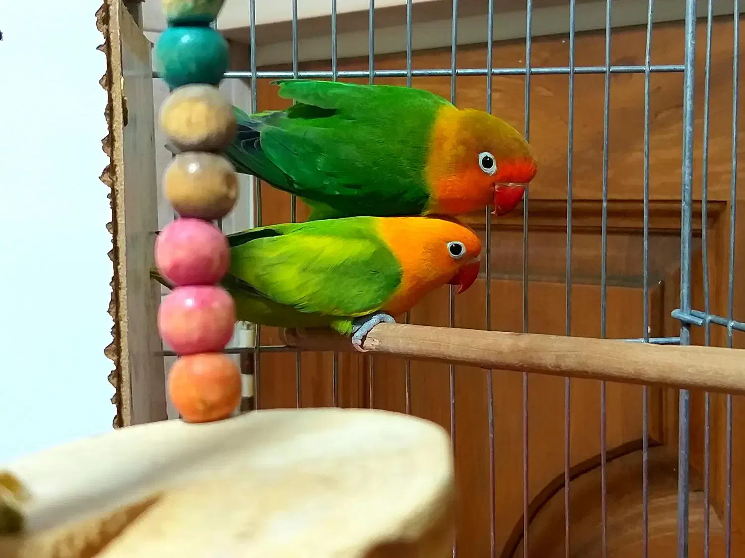 طوطی برزیلی رنگ زیبا|پرنده|قزوین, |دیوار