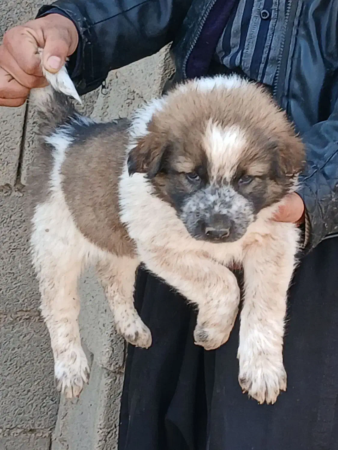 توله سگ قدرجونی|سگ|برخوار, |دیوار