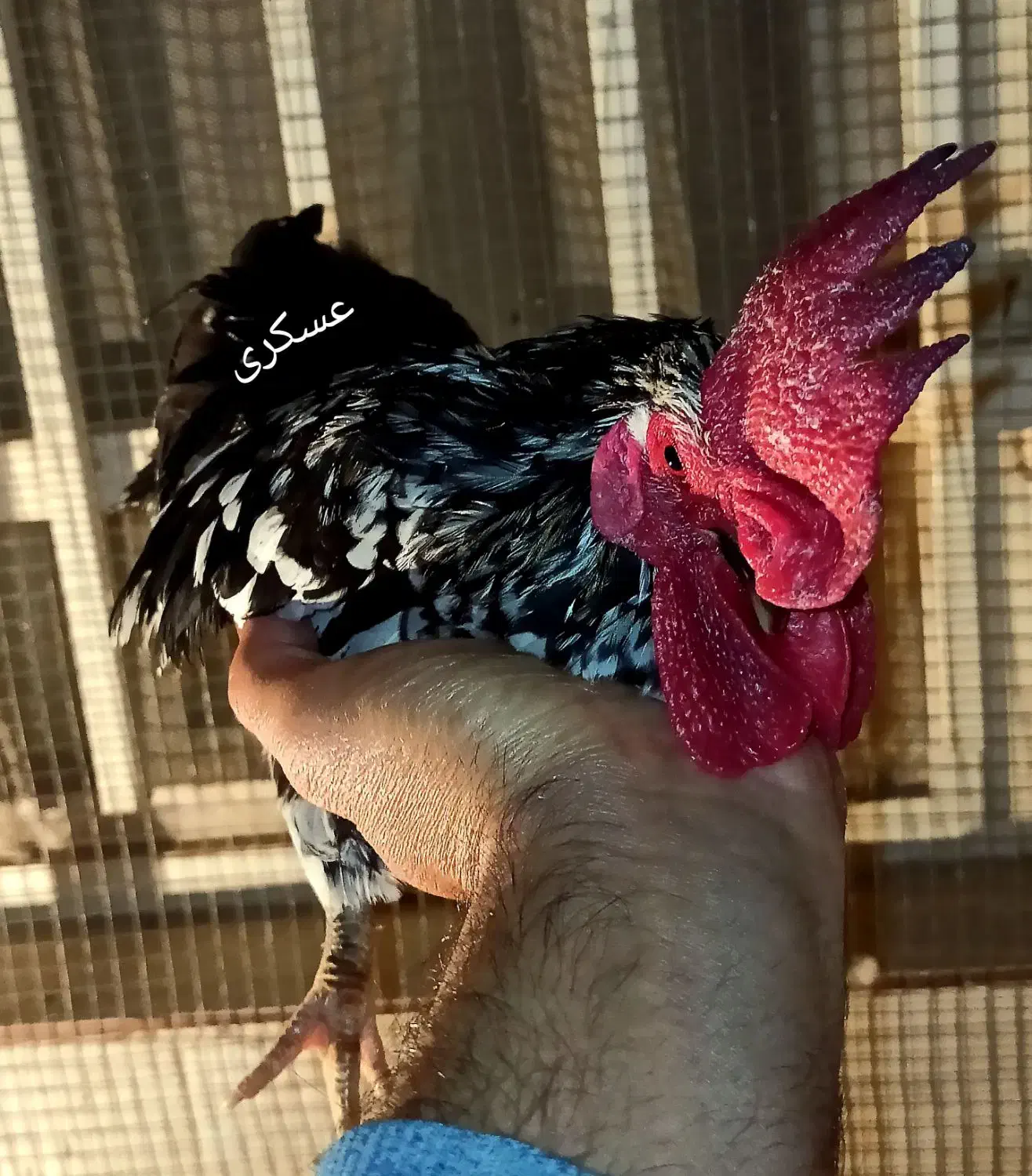 مرغ و خروس جاپنیز وارداتی کف خواب|حیوانات مزرعه|فردوسیه, |دیوار