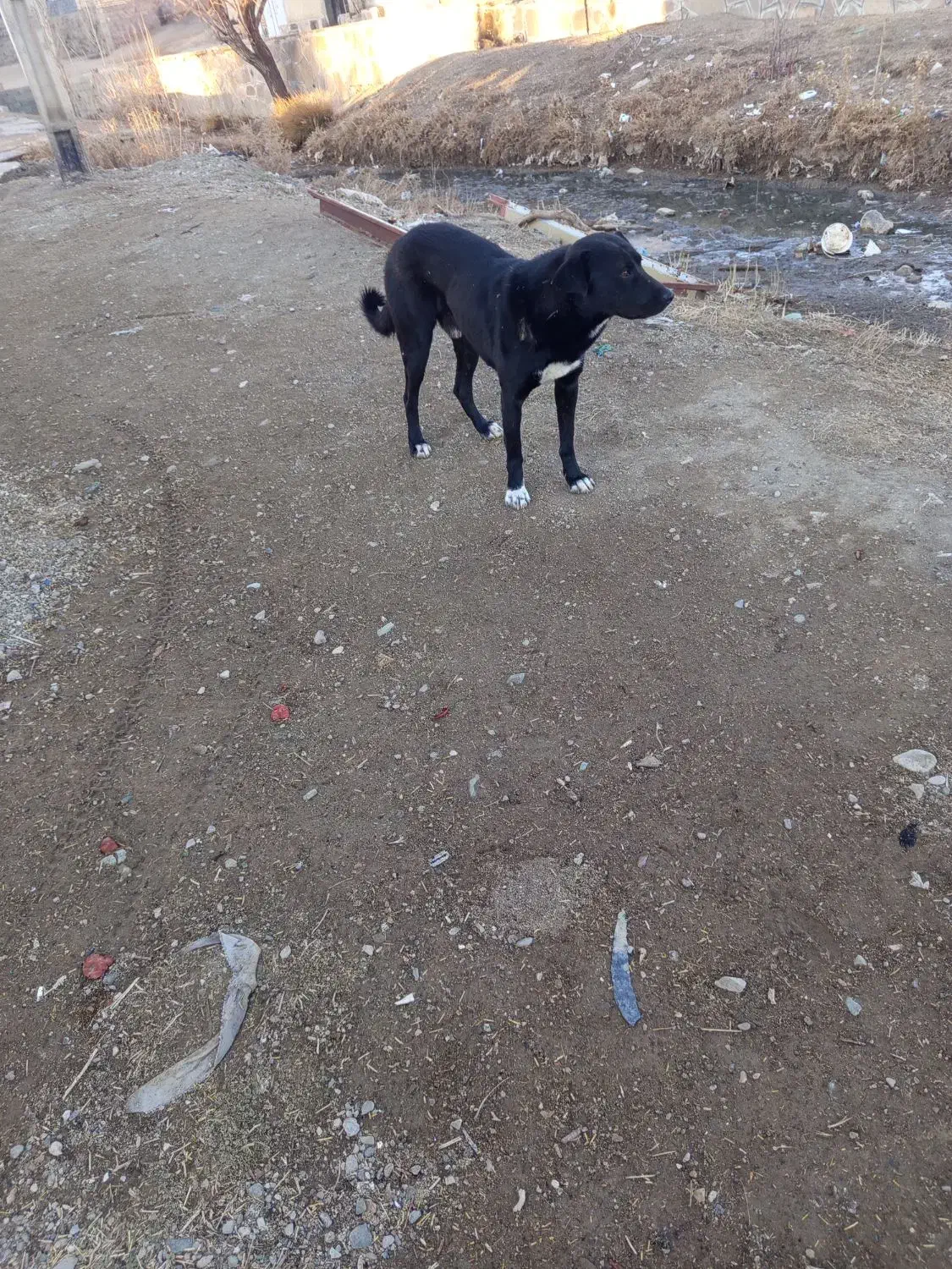 سگ گله|سگ|دهگلان, |دیوار