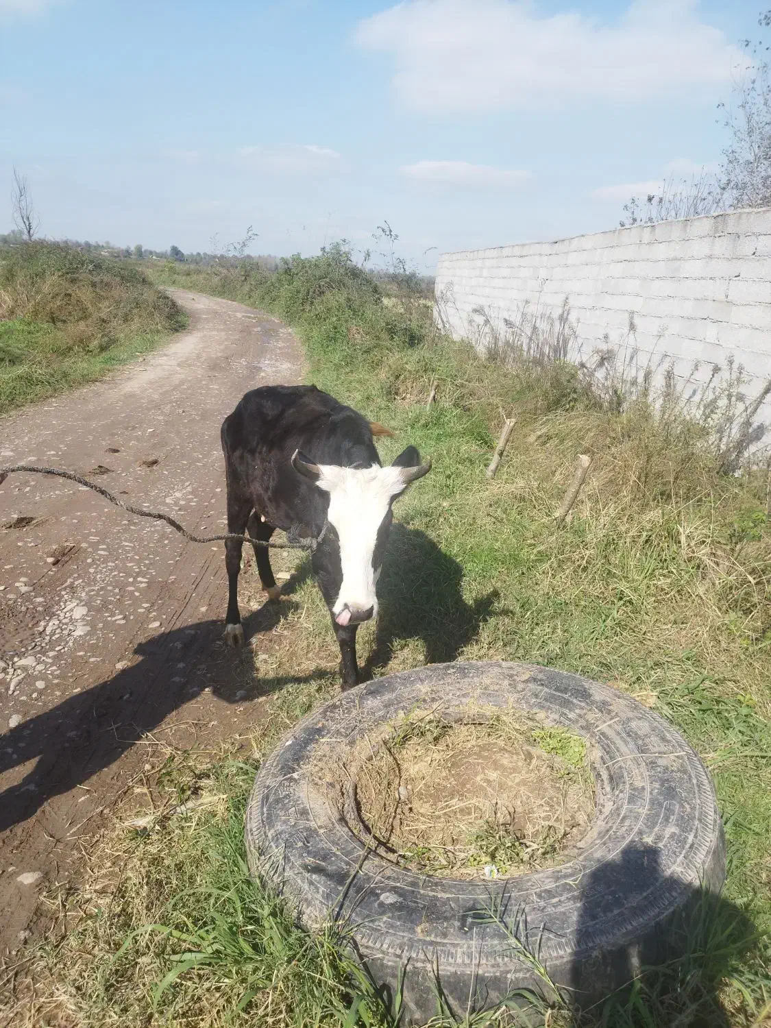 گاو چالوسی به همراه گوساله نر|حیوانات مزرعه|سنگر, |دیوار