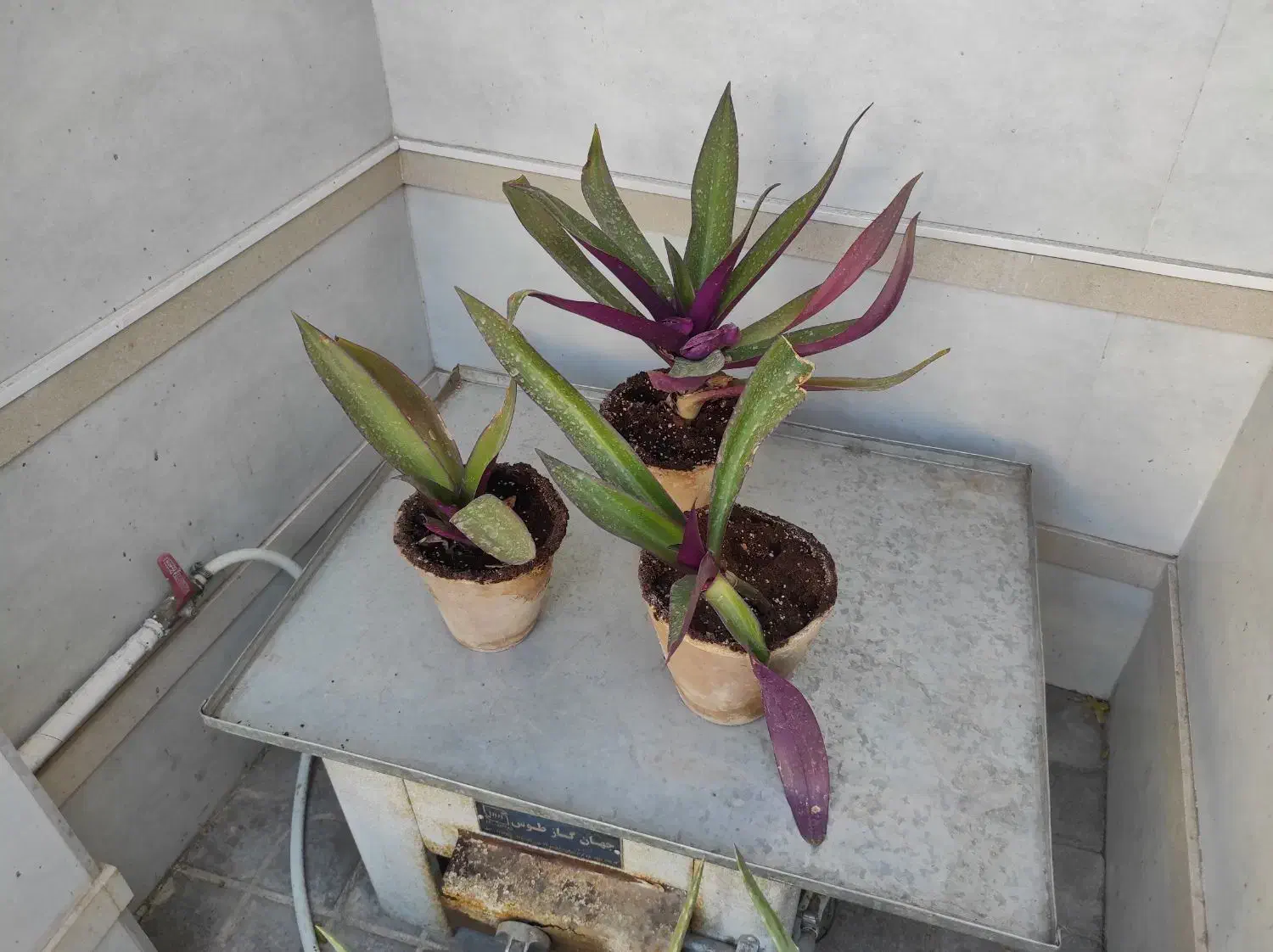 گل موسی در گهواره|گل و گیاه طبیعی|بیرجند, |دیوار