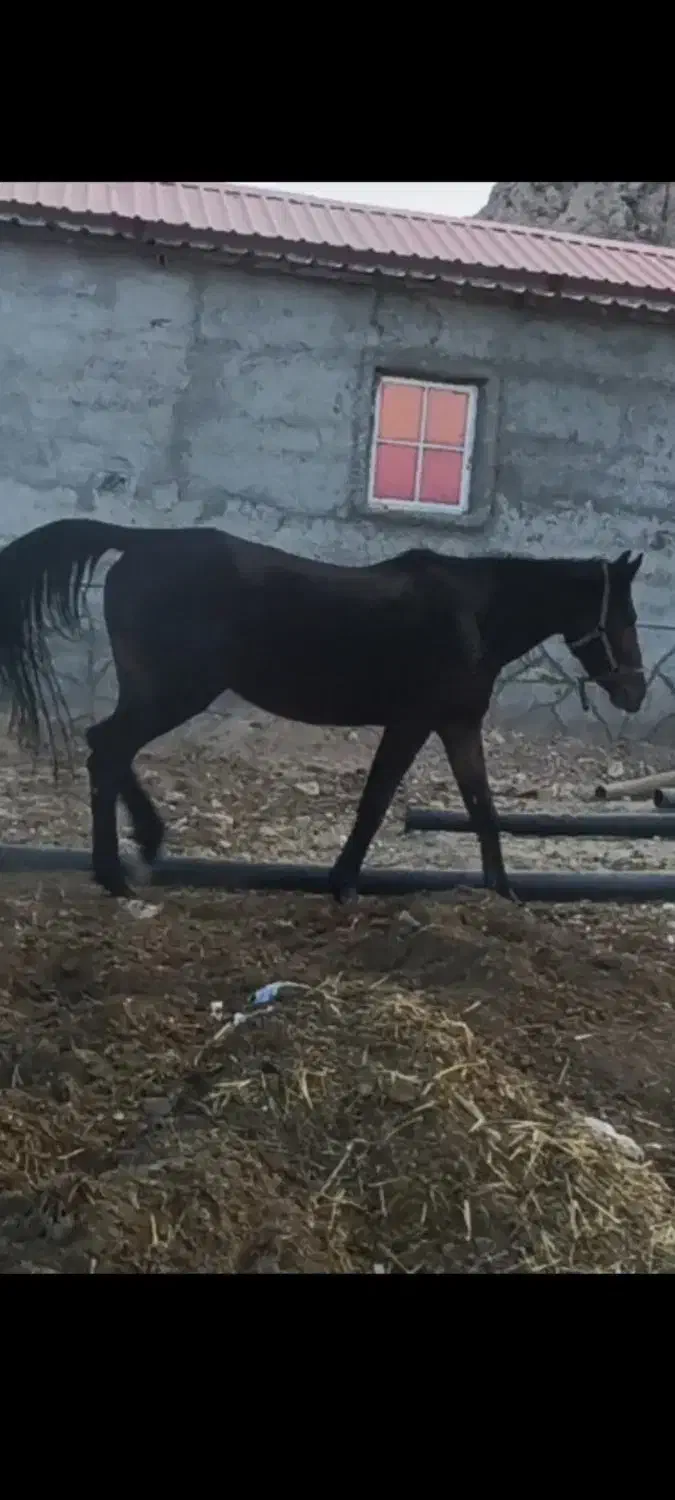 مادیان مشکی شش سال|اسب و تجهیزات اسب‌سواری|مرودشت, ژیان|دیوار