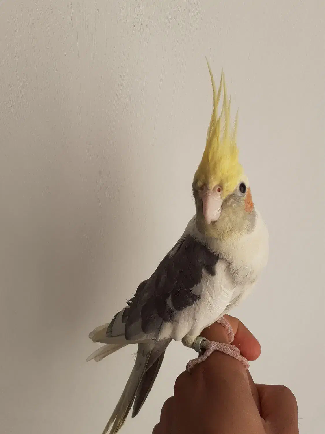 عروس هلندی|پرنده|قزوین, |دیوار