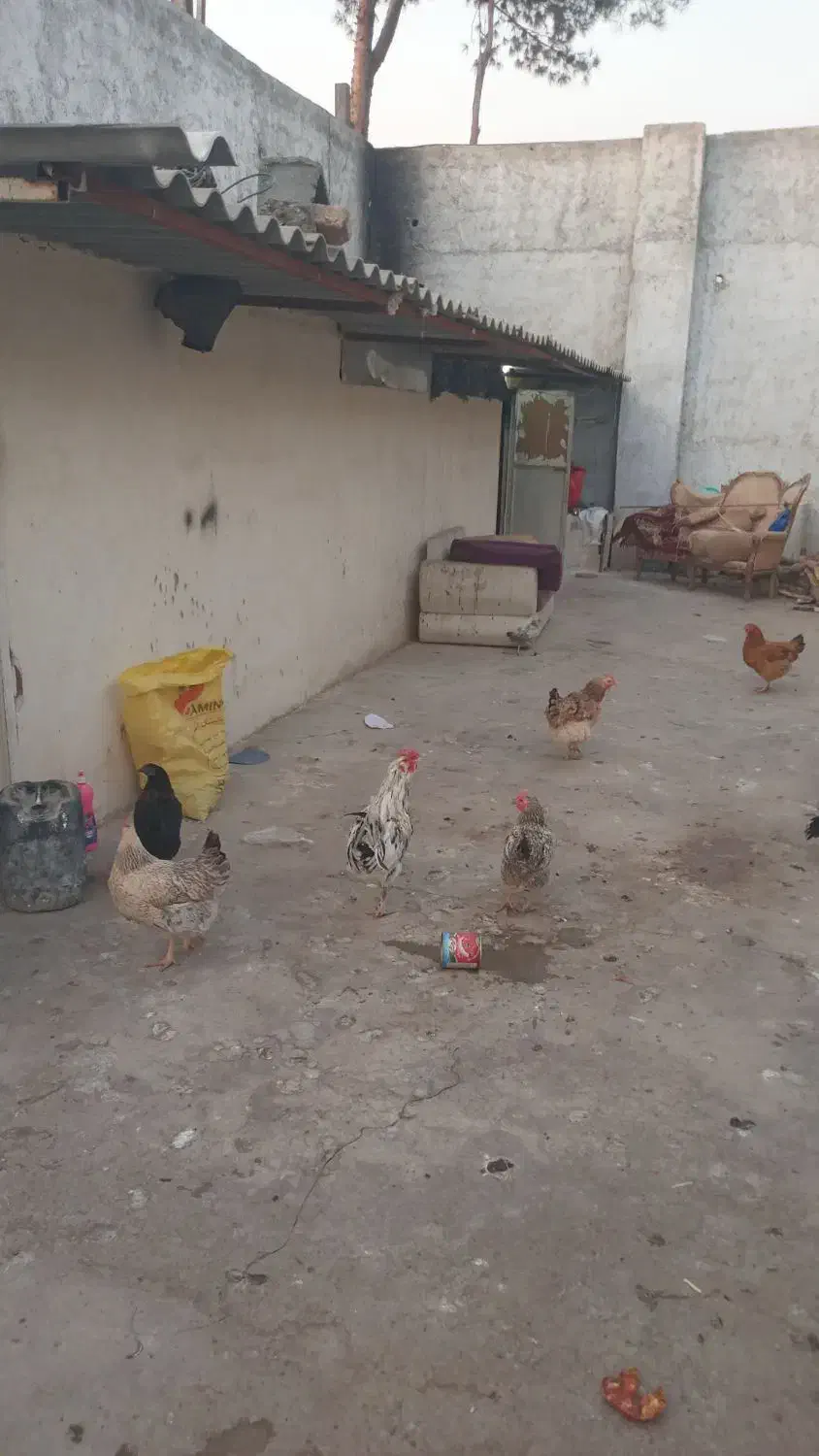 فروش ۲۰۰مترچهاردیواری با۲اتاق وکف بتون۱۰۰۰۰۰۰تومان|فروش دفتر صنعتی، کشاورزی، تجاری|پاکدشت, پارچین|دیوار