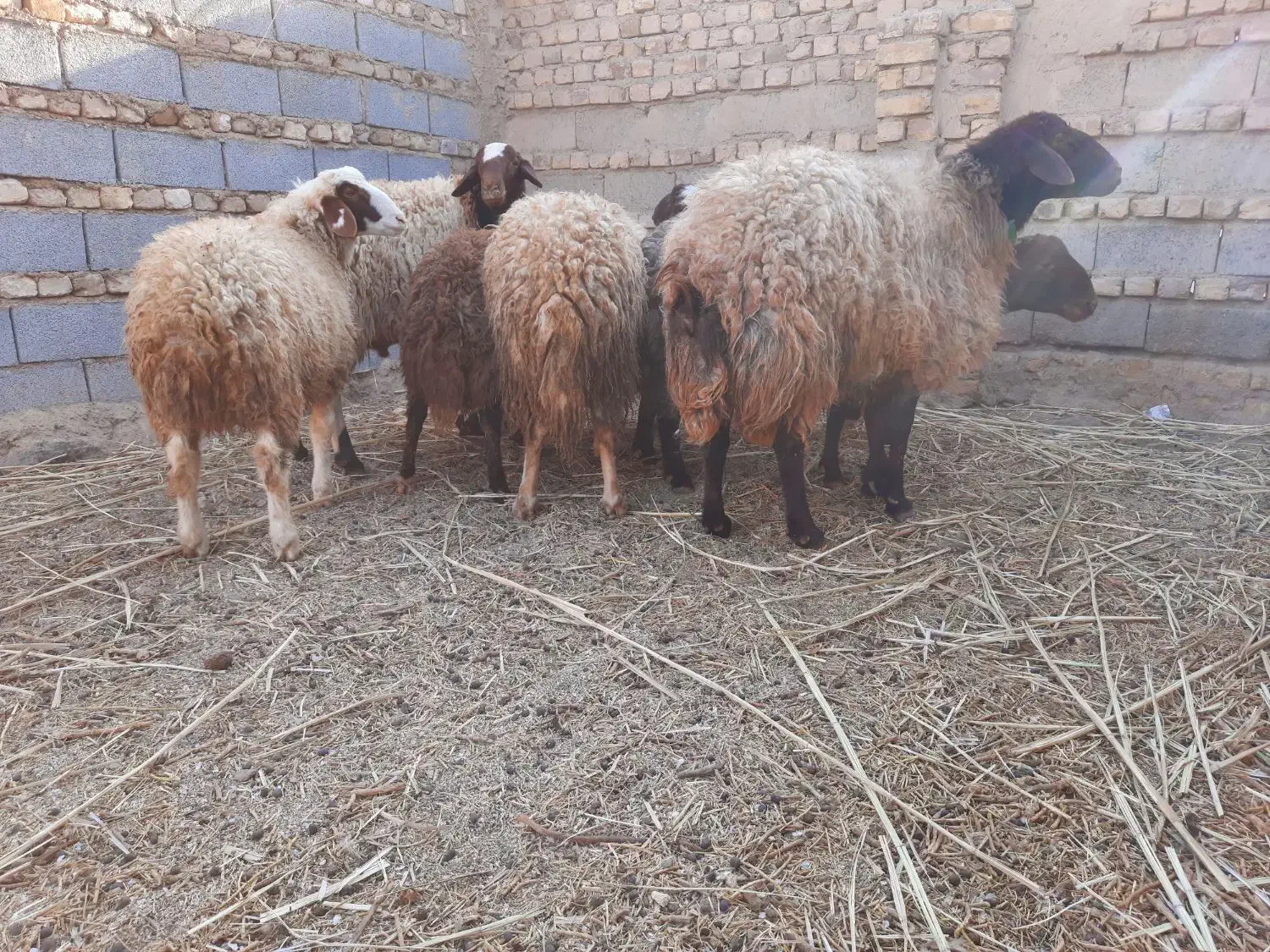 بره نر چاق|حیوانات مزرعه|هرند, |دیوار