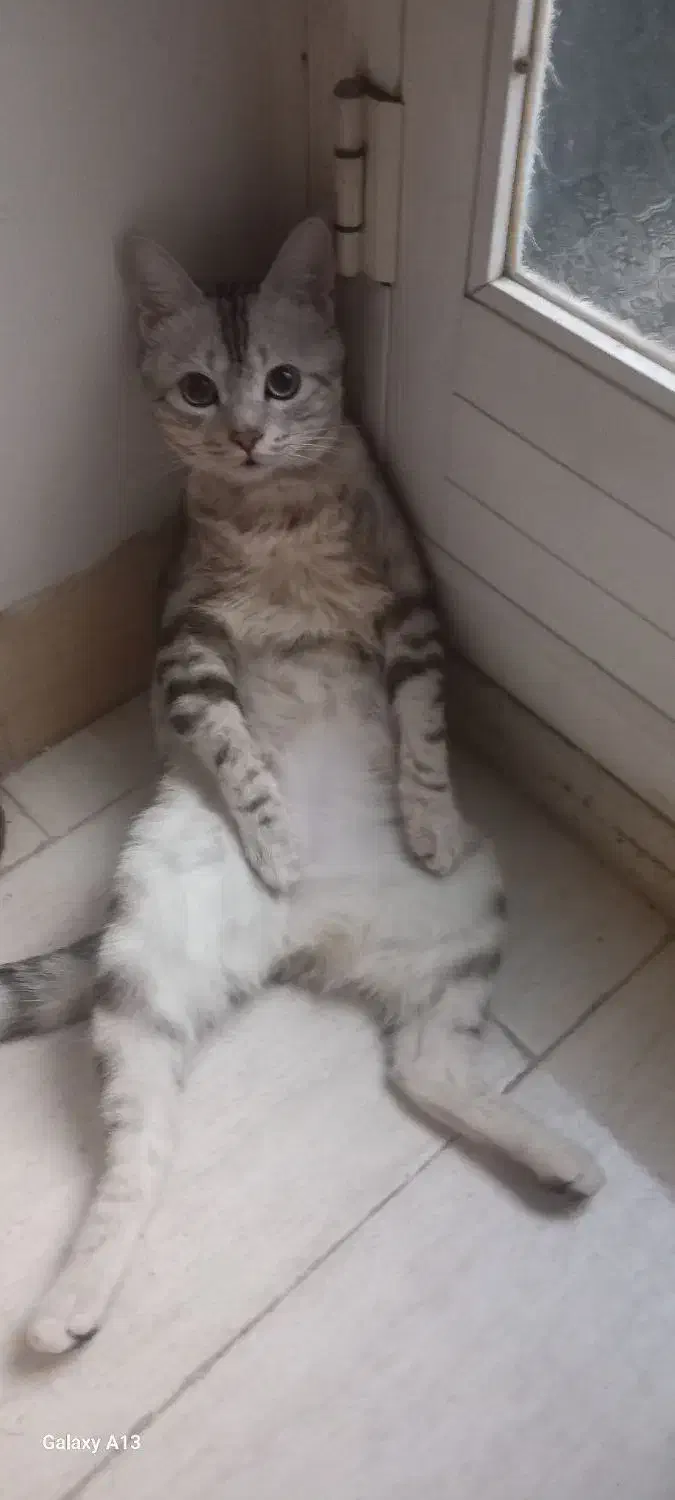 گربه|گربه|گنبد کاووس, |دیوار