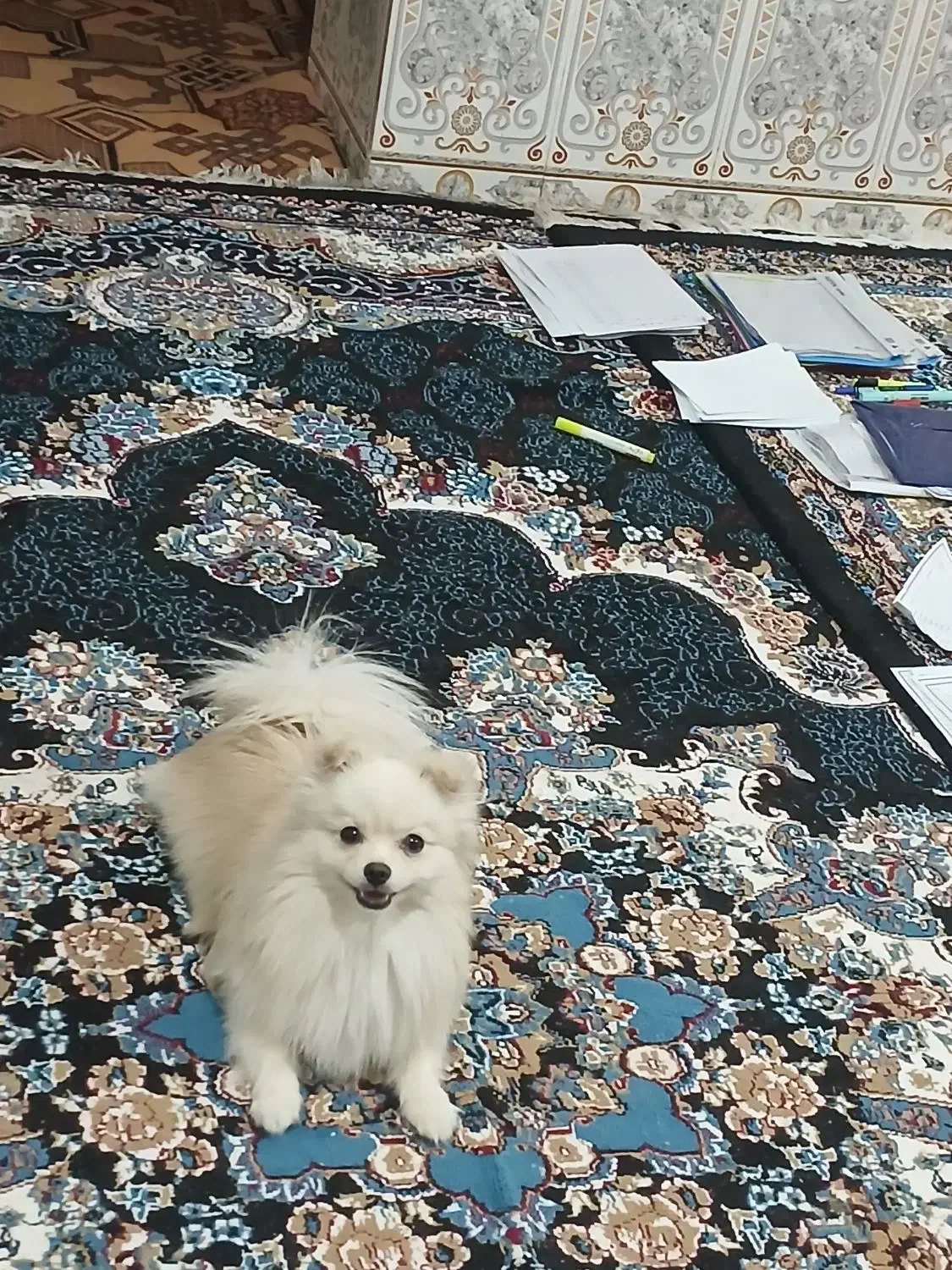 سگ خونگی|سگ|ایرانشهر, |دیوار