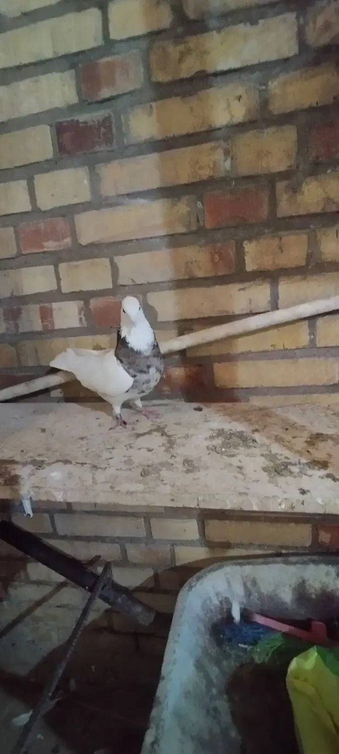 طوقی ماده  درج یک|پرنده|بندر ماهشهر, |دیوار