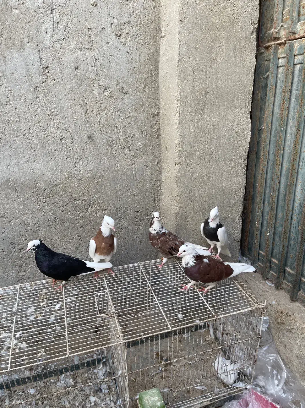 کفتر کبوتر|پرنده|قشم, |دیوار