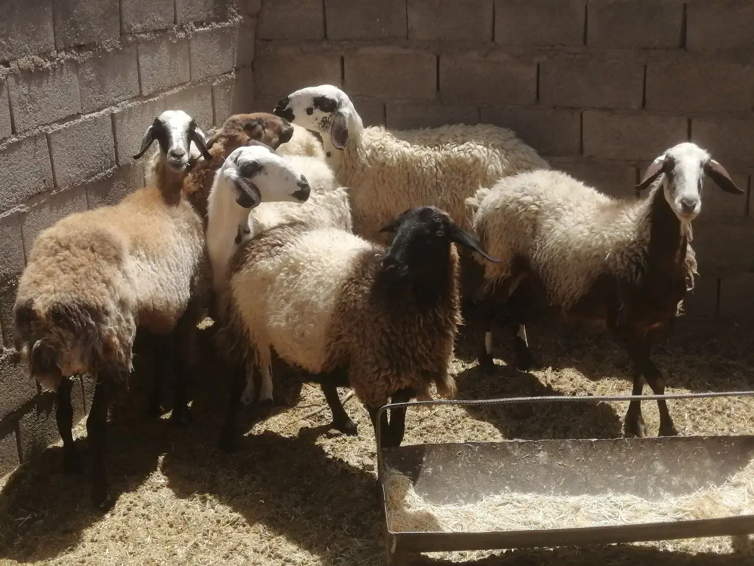 شش عدد میش چاق برای کش|حیوانات مزرعه|طبس, |دیوار