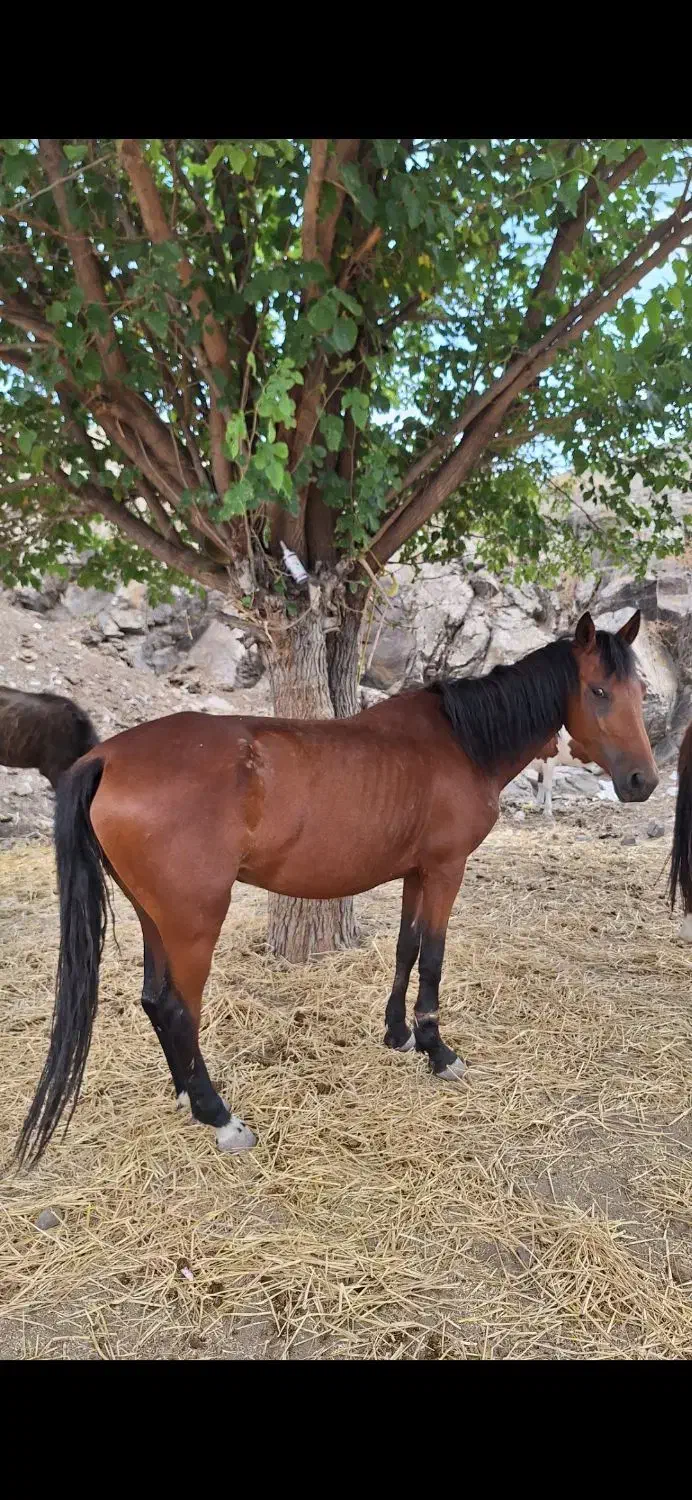 اسب ماده|حیوانات مزرعه|مشگین شهر, |دیوار