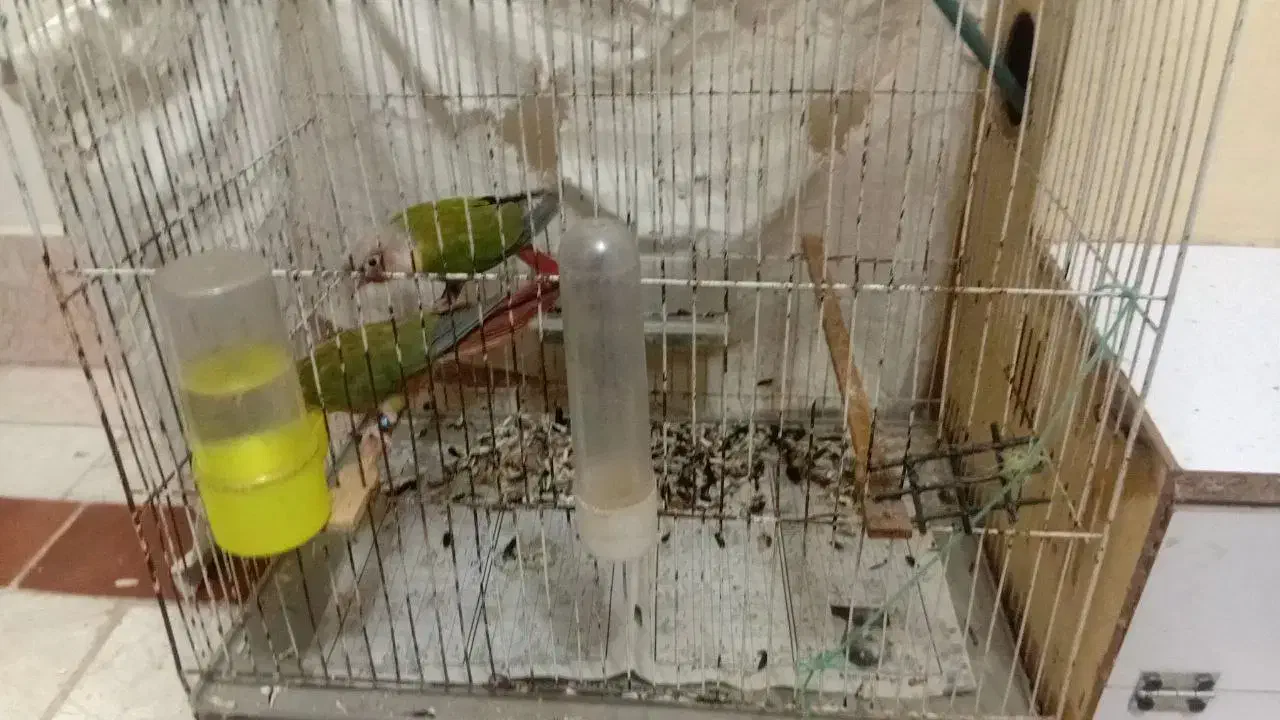 طوطی گرینچیک|پرنده|تربت جام, پاسداران|دیوار