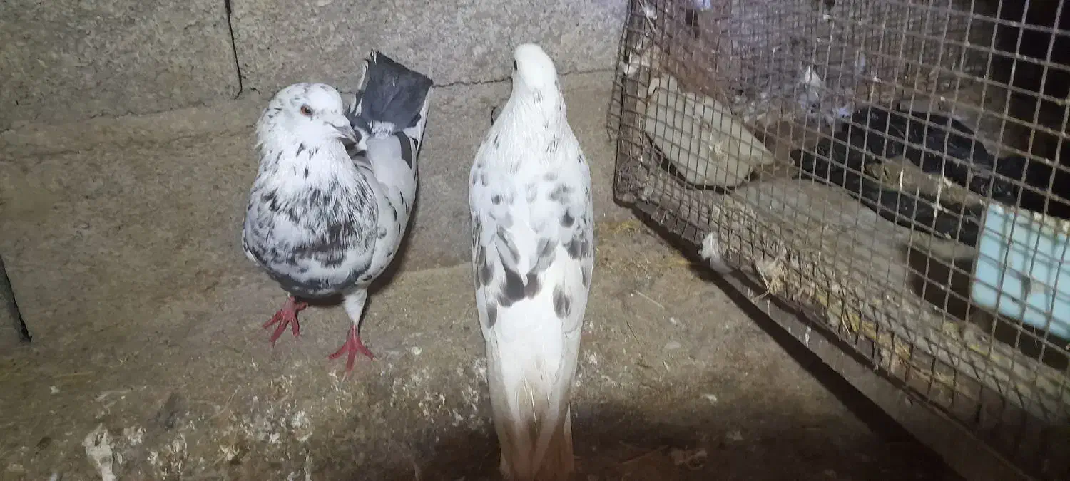 کبوتر|پرنده|رشت, حومه رشت|دیوار