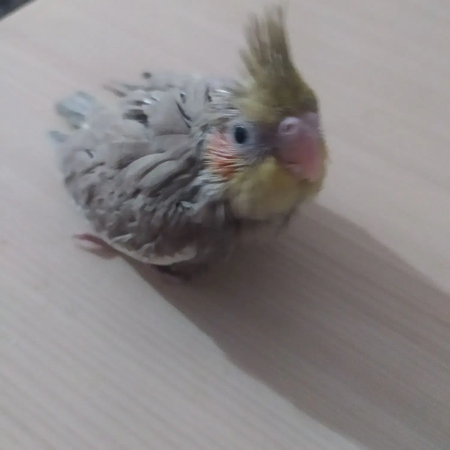 جوجه عروس|پرنده|دوگنبدان, |دیوار