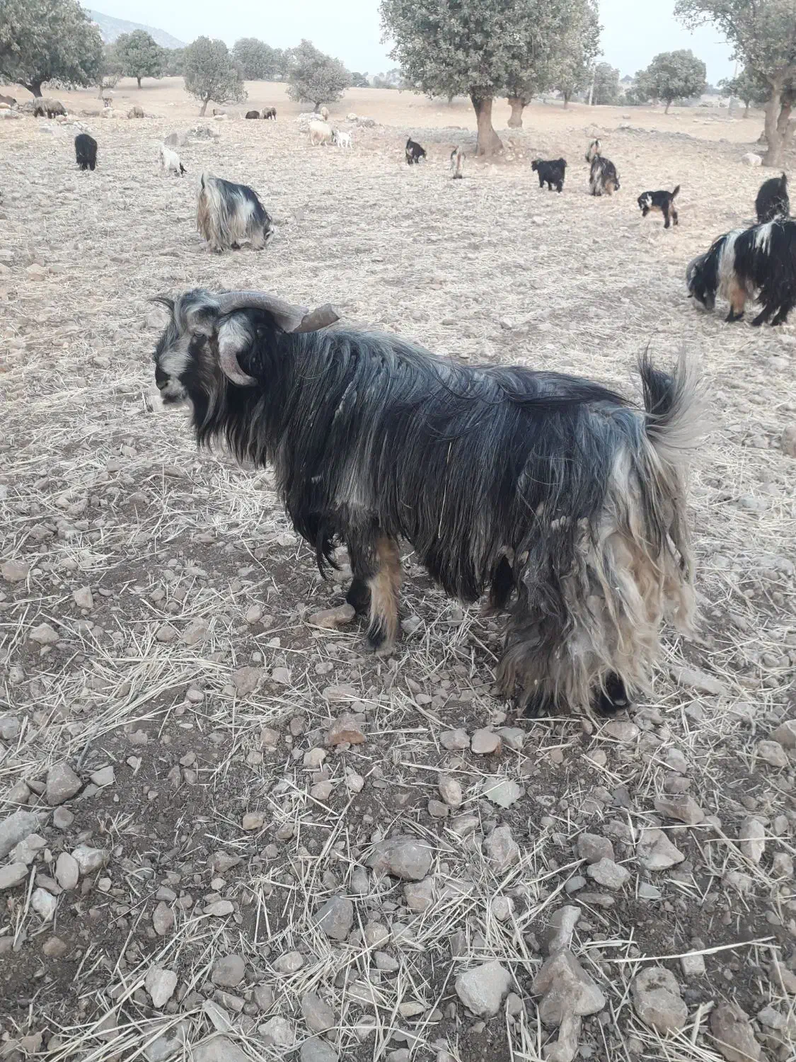 فروش دوبر بهده|حیوانات مزرعه|ایذه, |دیوار