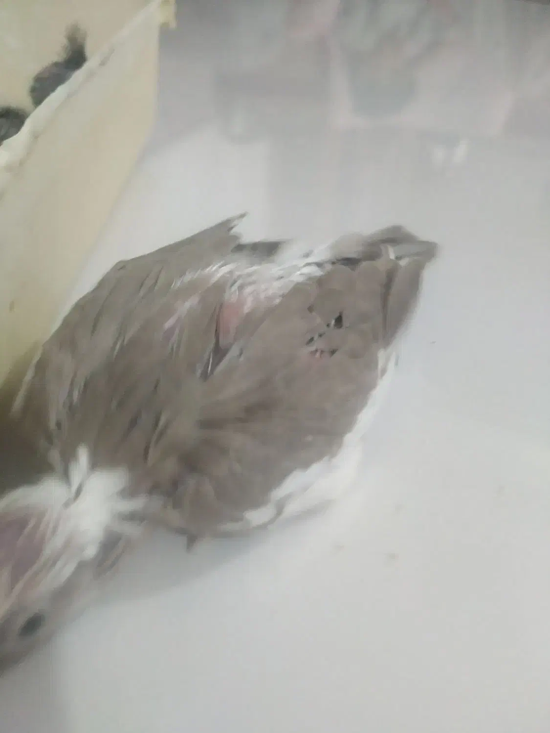 با سلام جوجه عروس هلندی|پرنده|قشم, |دیوار