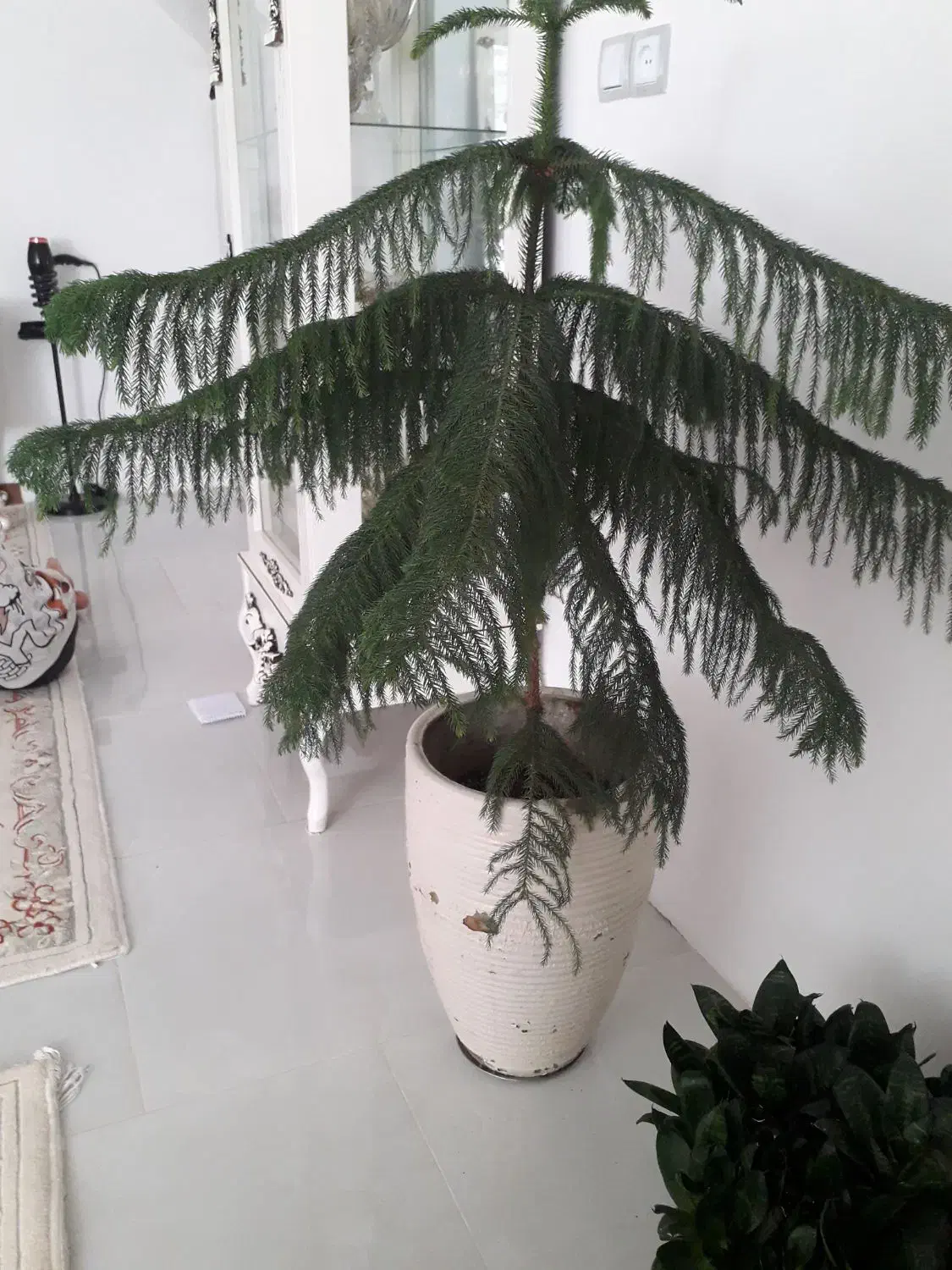 گل مطبق|گل و گیاه طبیعی|قوچان, |دیوار