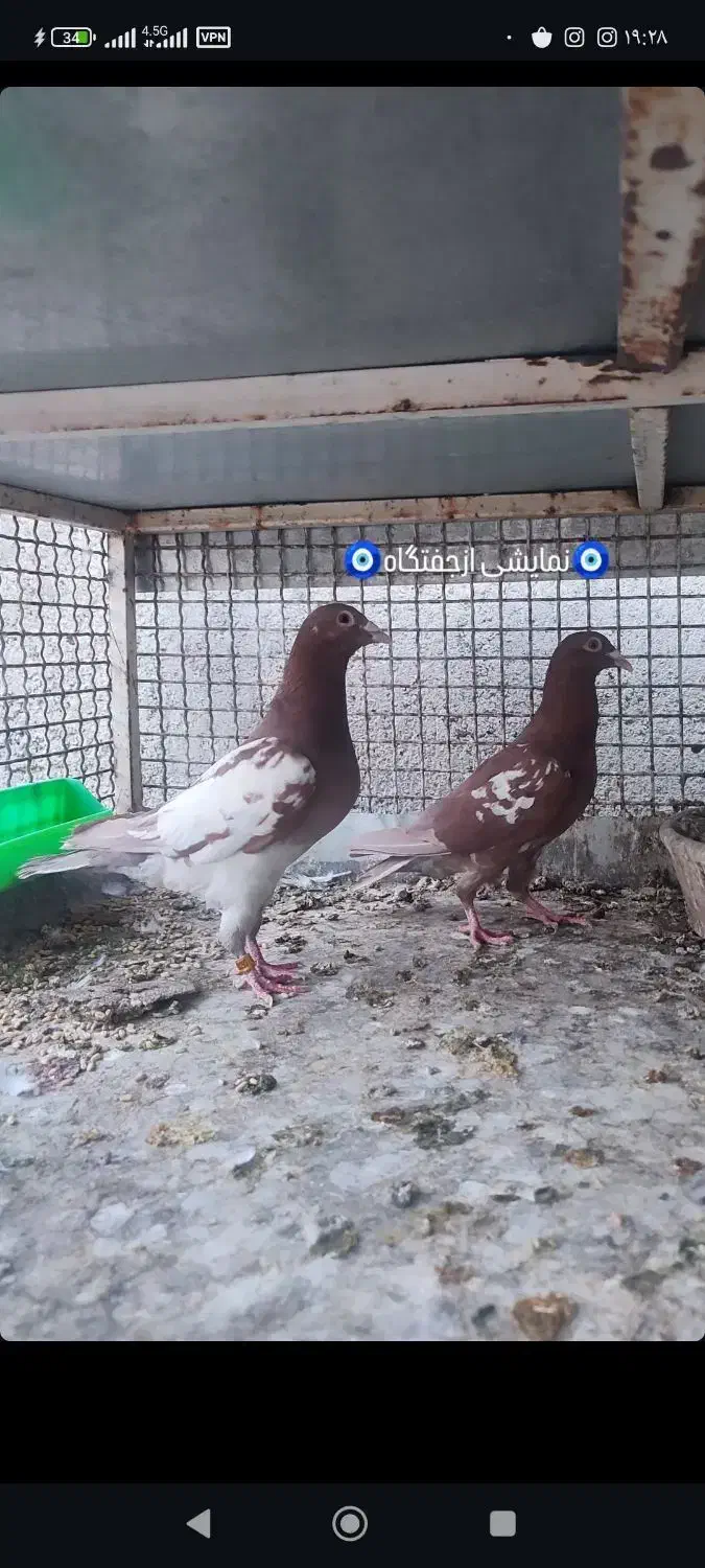 دورگ وپلاکی|پرنده|لنجان, |دیوار