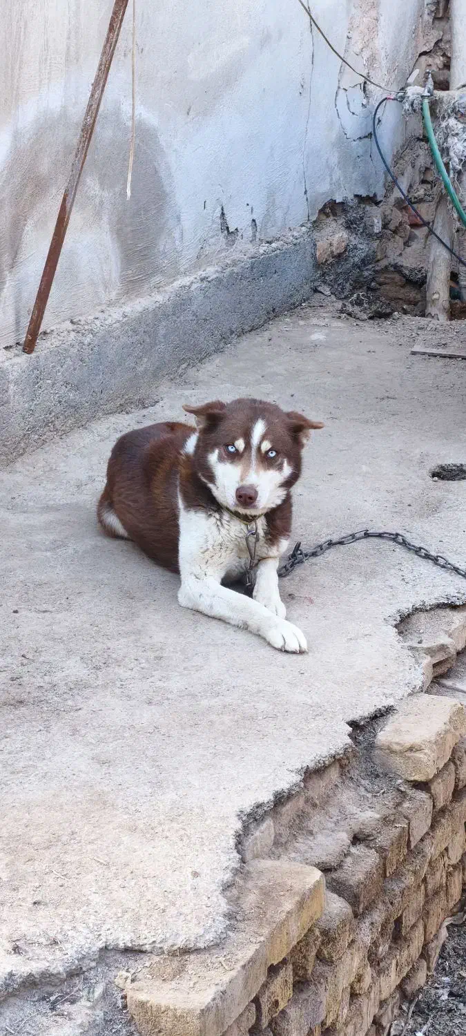 سگ هاسکی|سگ|یزد, |دیوار