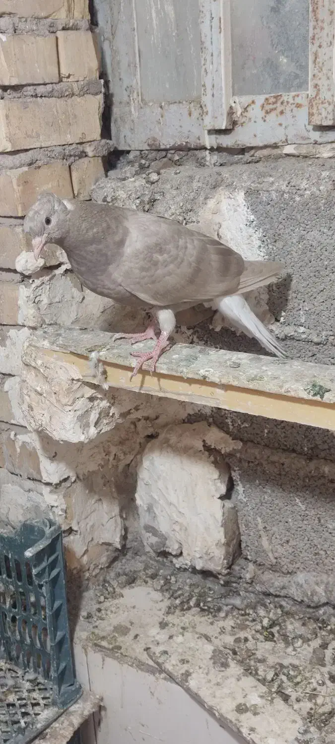 کبوتر جوجه دم سفید نر|پرنده|اهواز, شهرک اکباتان|دیوار