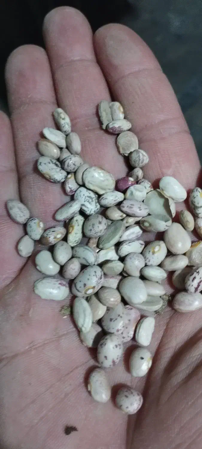 لوبیا چیتی|حراج|قره چای, |دیوار