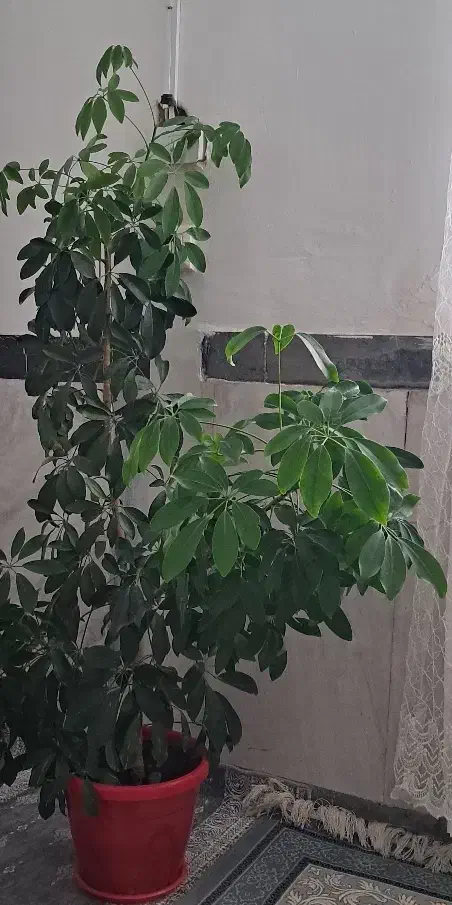 گل طبیعی زیبا و سرحال|گل و گیاه طبیعی|کرمانشاه, |دیوار