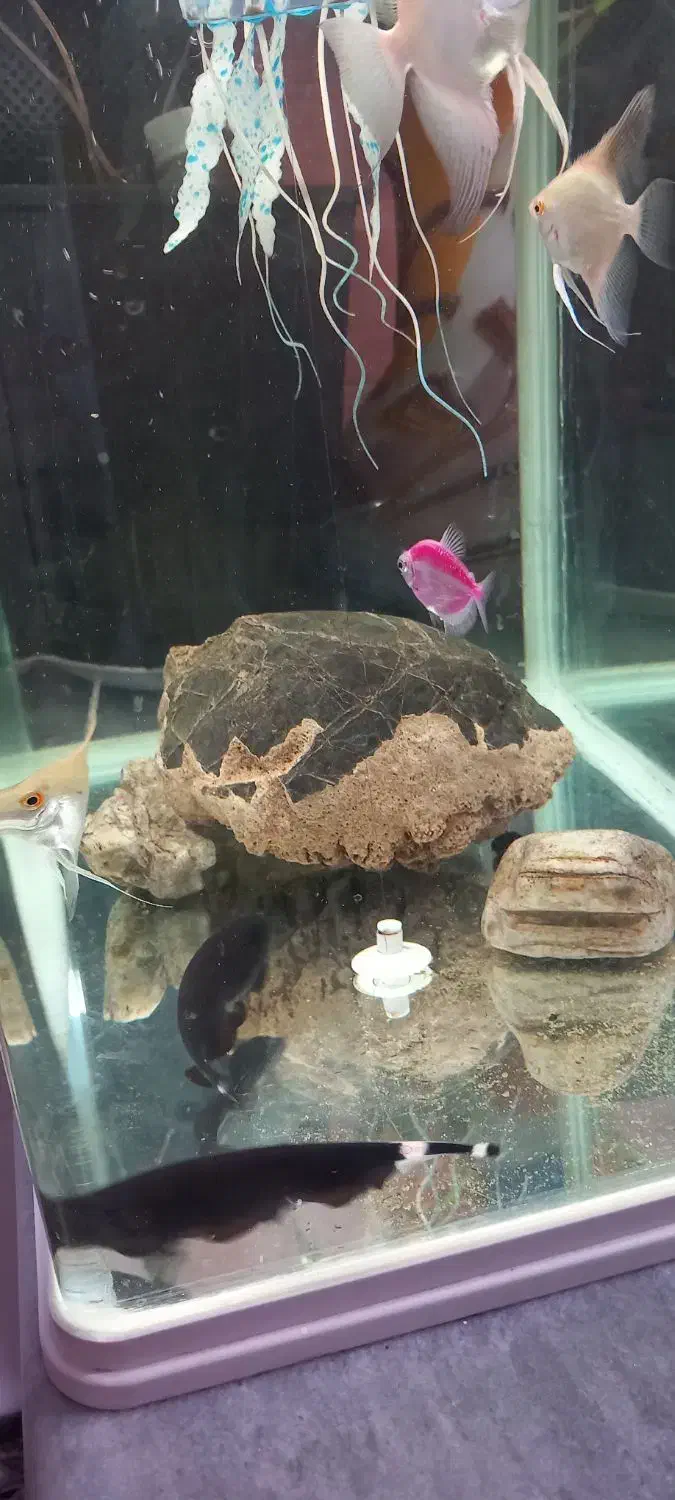 دو عدد روح ماهی|ماهی|ارومیه, |دیوار