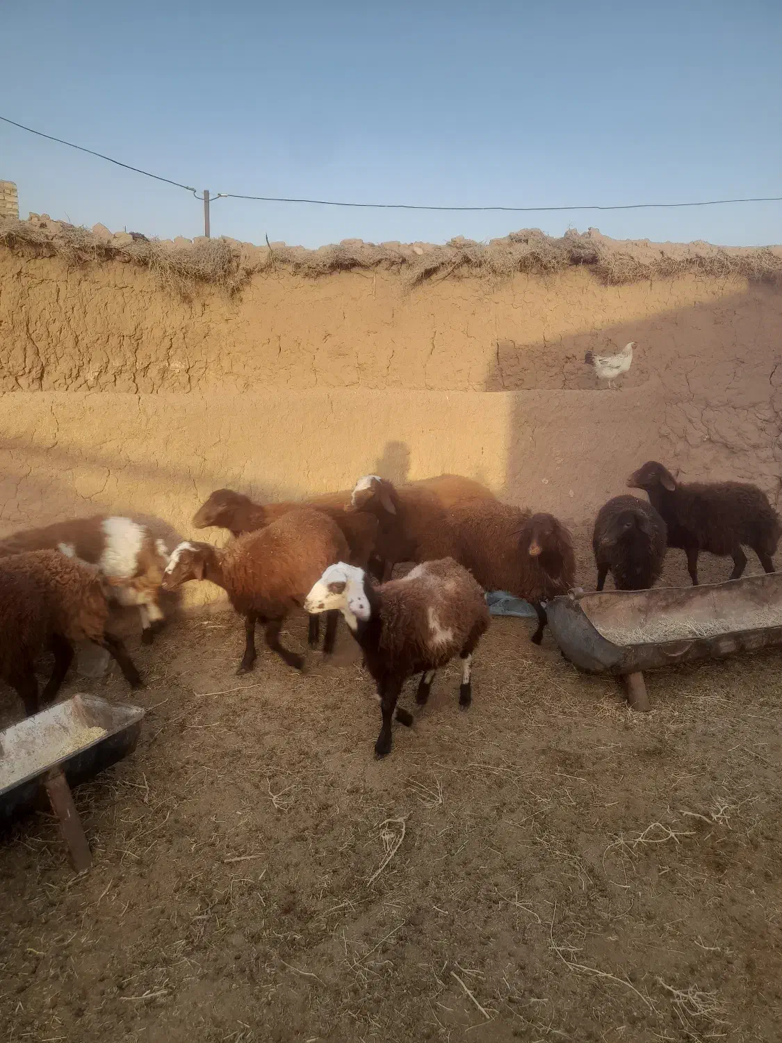 ۱۵ بره ماده قیمت توافقی|حیوانات مزرعه|رشتخوار, |دیوار
