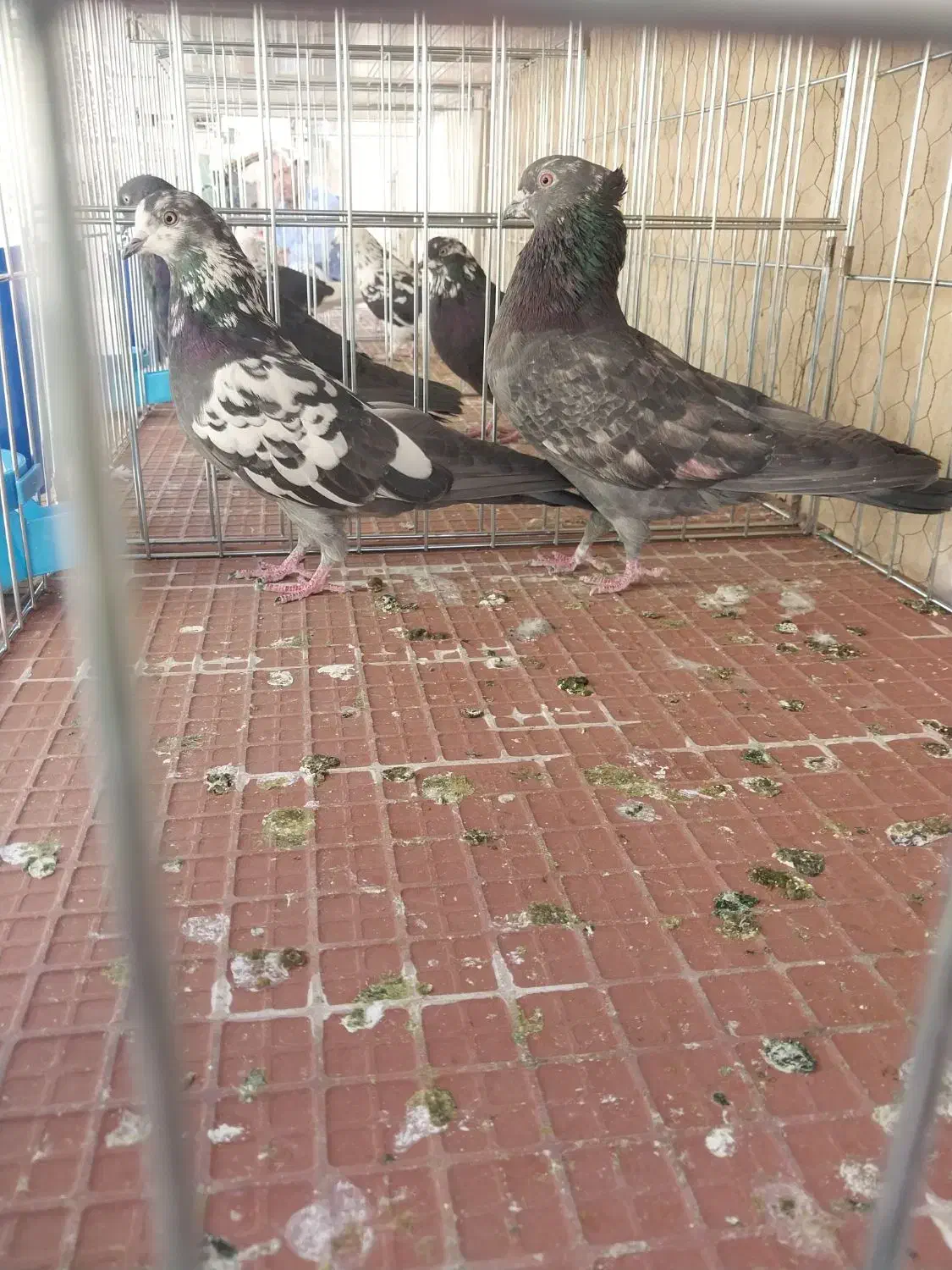 کفتر ی کبوتر|پرنده|تهران, آذری|دیوار