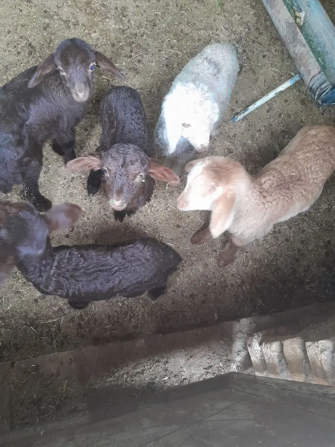 بره شیری. میش. گوسفند|حیوانات مزرعه|سلیمان, |دیوار