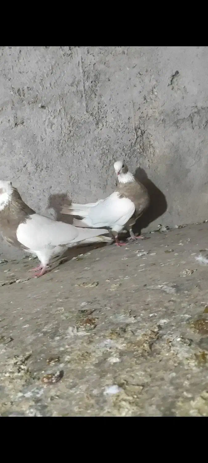 کبوتر طوقی|پرنده|اسفرورین, |دیوار