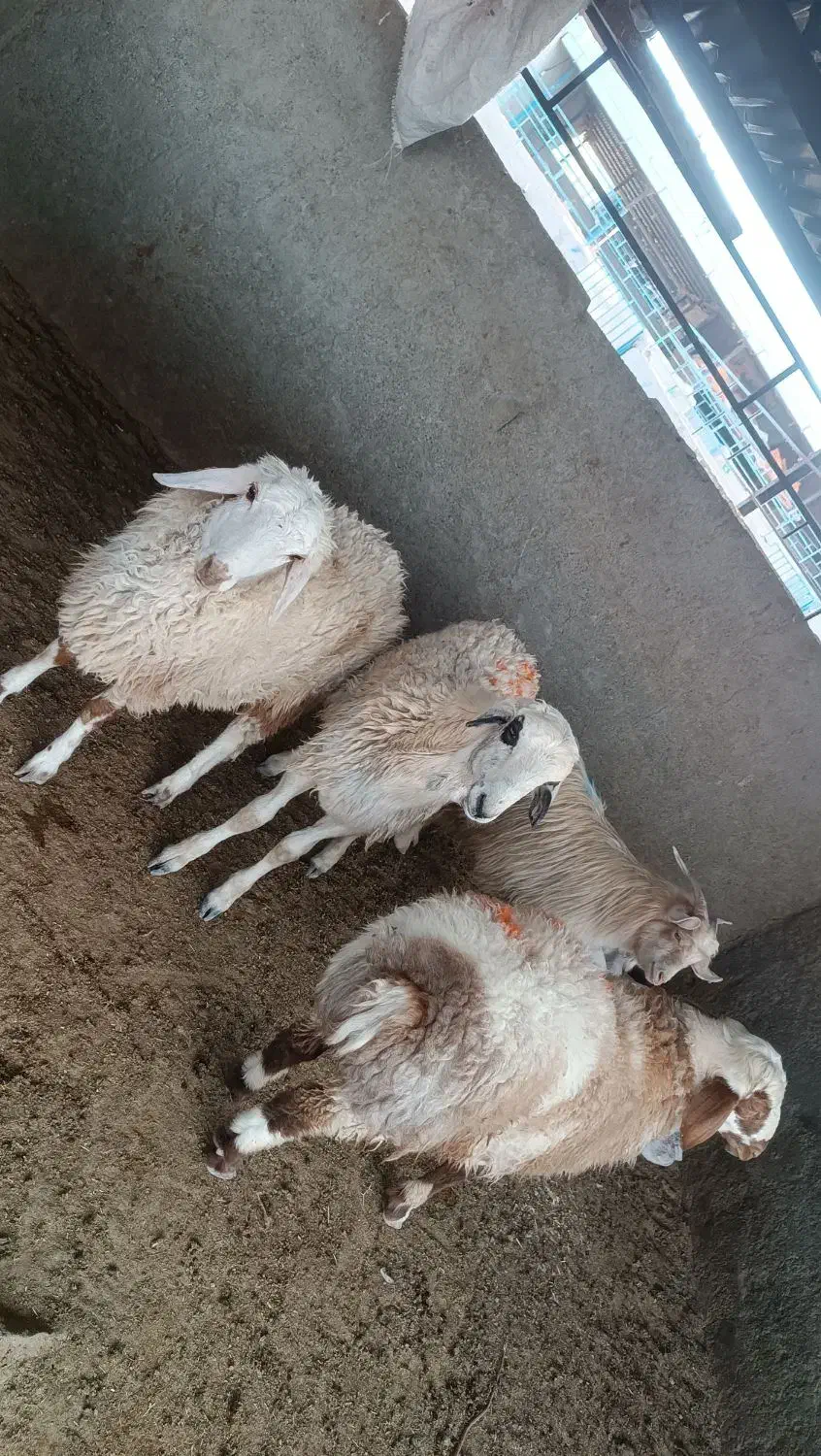 بر نر کیلو 340 بزغاله نر 310|حیوانات مزرعه|بیرجند, |دیوار