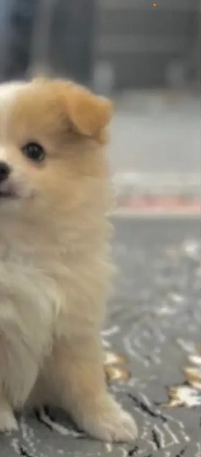 پامر 2 ماهه سایز ریز عروسکی واگزاری|سگ|کرج, عظیمیه|دیوار