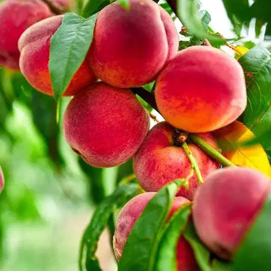 انواع وارقام نهال میوه وبادام در نهالستان یاسین|خدمات باغبانی و درختکاری|قم, جمکران|دیوار