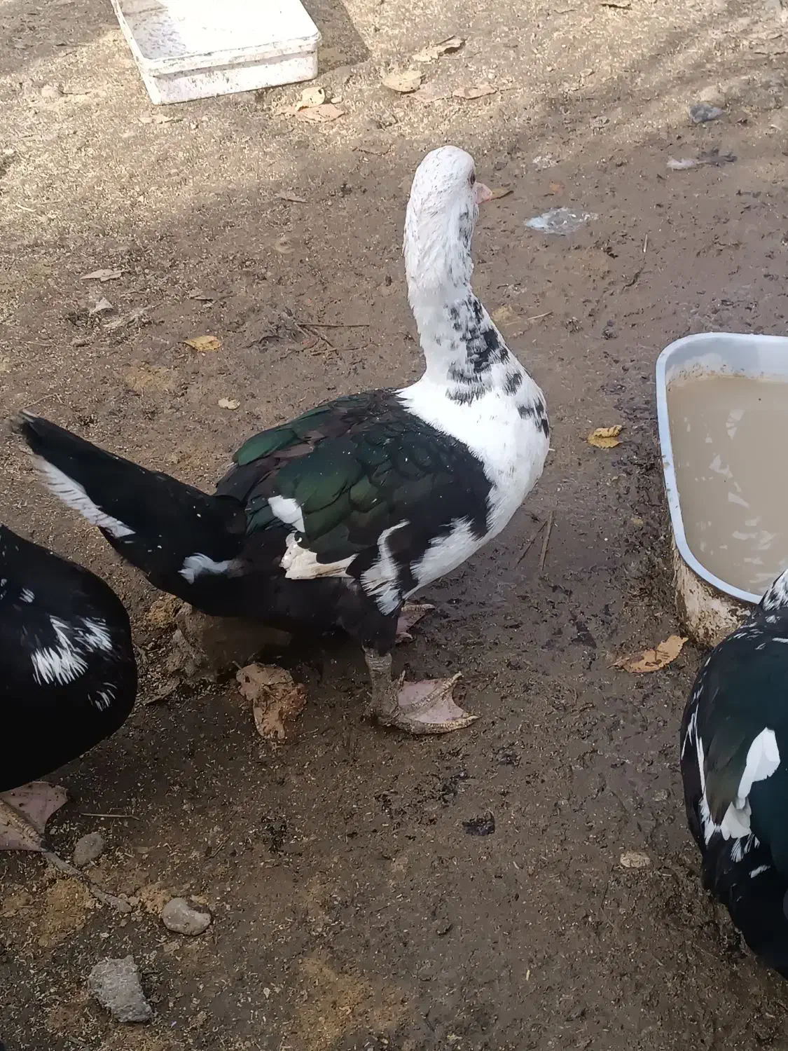 فروش اردک اسراییلی|حیوانات مزرعه|املش, |دیوار