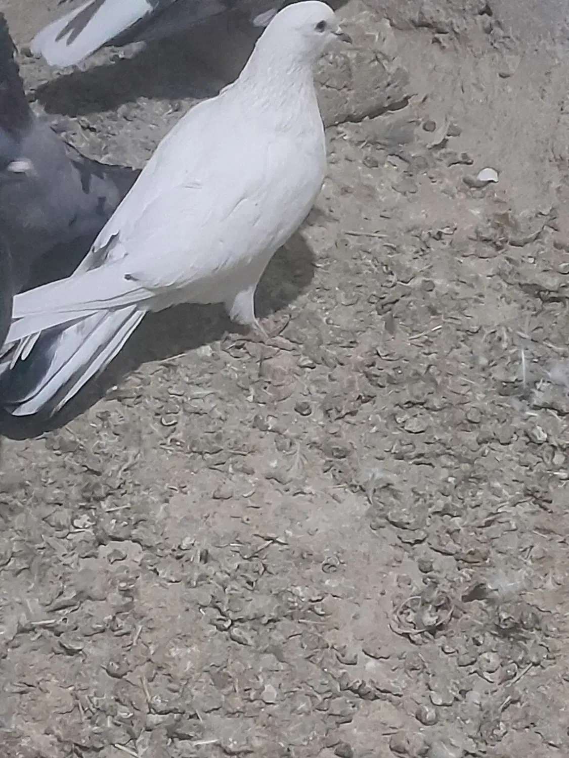 دونی ۷۰۰|پرنده|شهرکرد, |دیوار