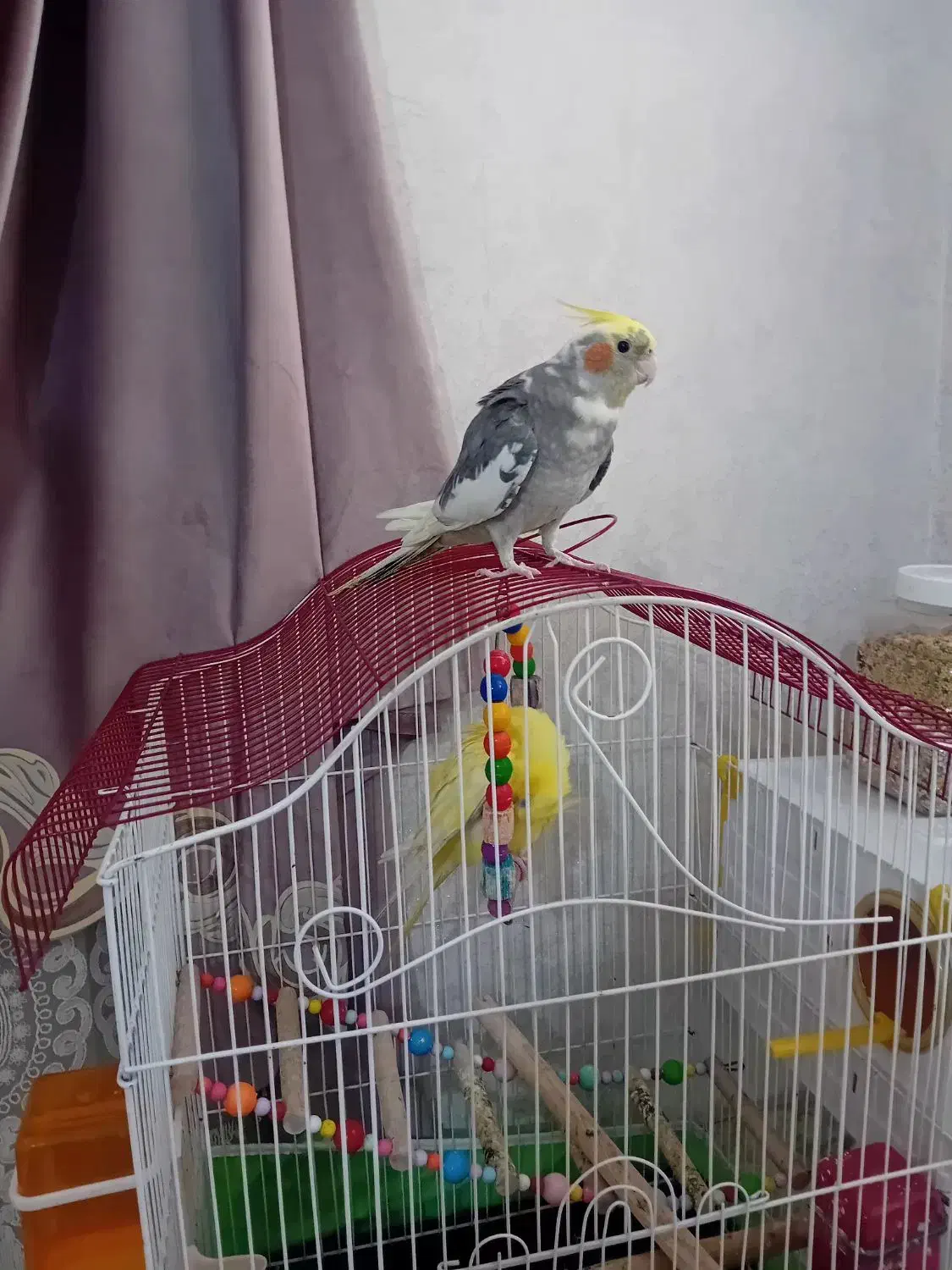 عروس هلندی|پرنده|قرچک, میرزائی جنوبی|دیوار