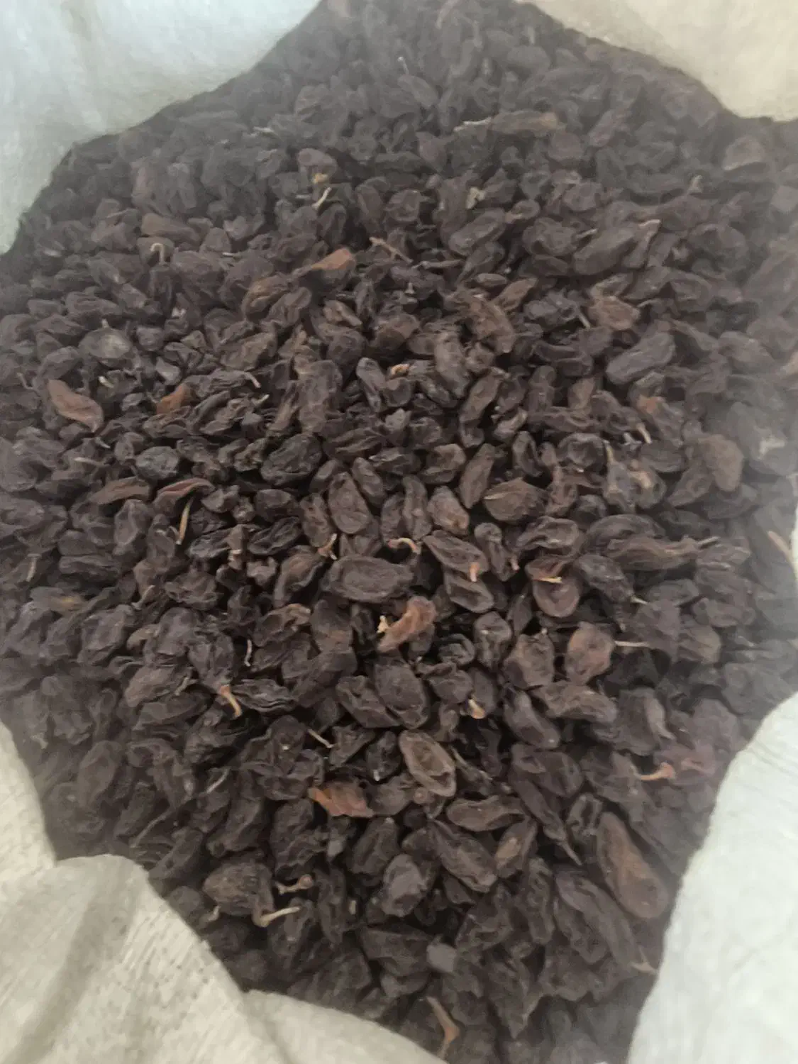 فروش مویز ربطی|خوردنی و آشامیدنی|شیراز, کوشک بیدک|دیوار