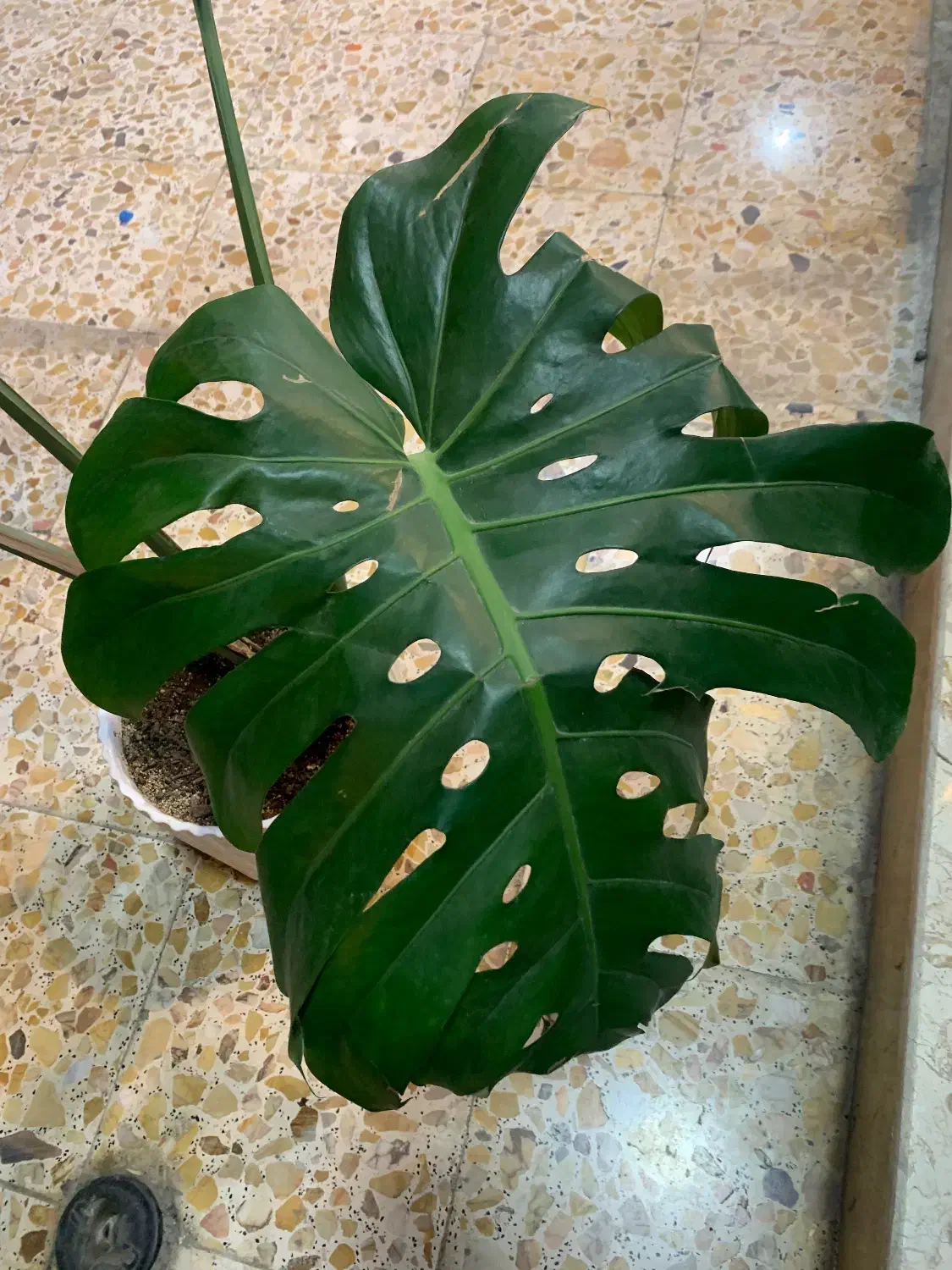 برگ انجیری|گل و گیاه طبیعی|پارسآباد, |دیوار