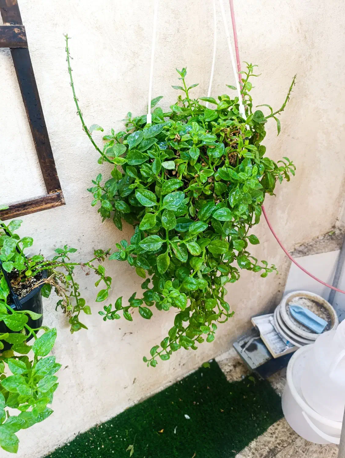 گل یخ|گل و گیاه طبیعی|مشهد, رستگار|دیوار