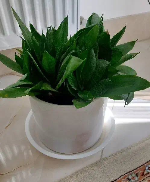 گل طبیعی|گل و گیاه طبیعی|بیرجند, |دیوار